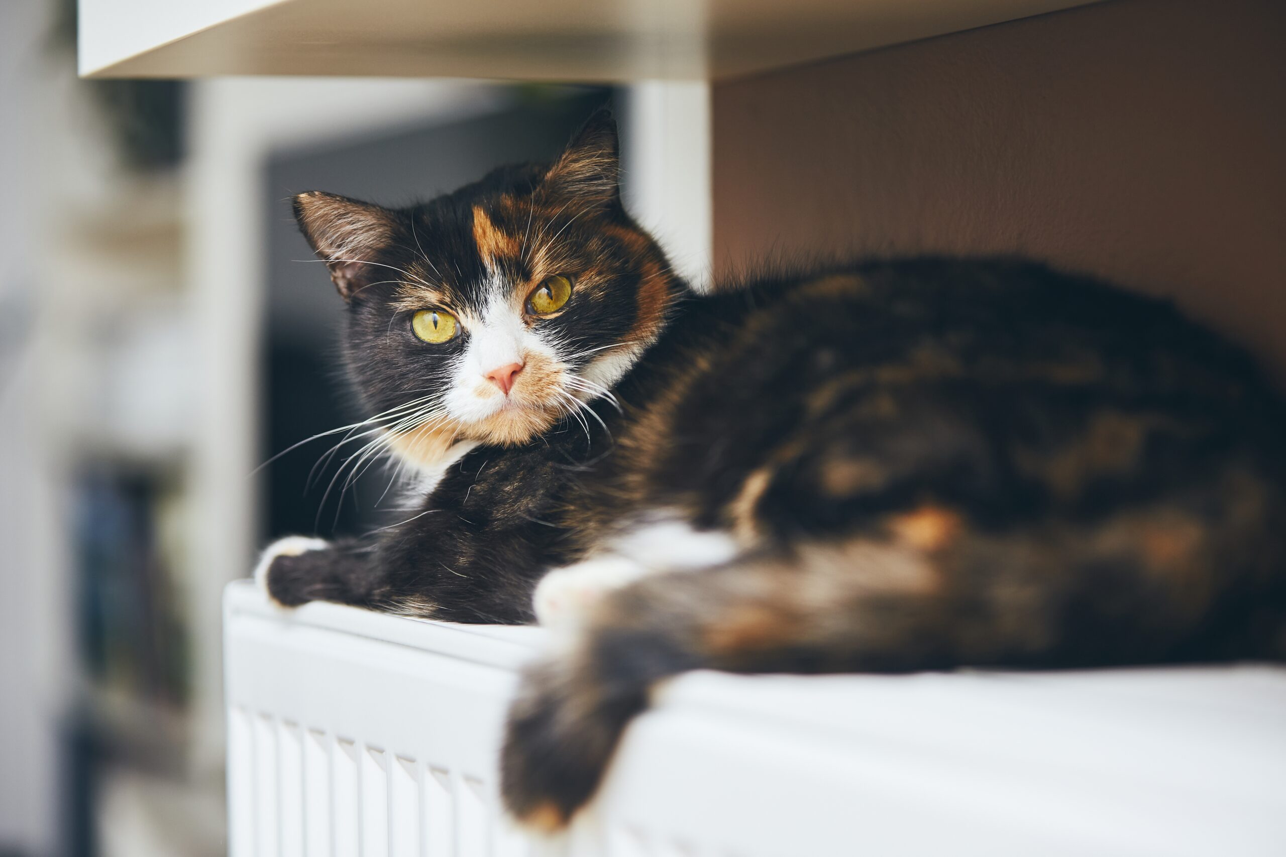 Cute domestic cat is relaxing on the warm radiator at home.